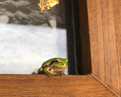アマガエル